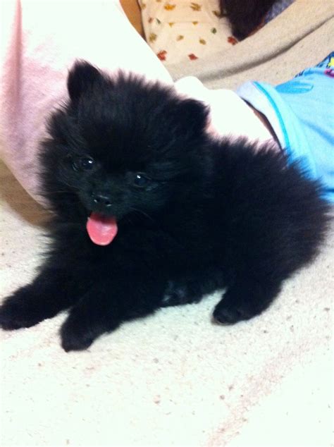 My Baby Boy Jaxon ️ Black Pomeranian Pomeranian Puppy Black