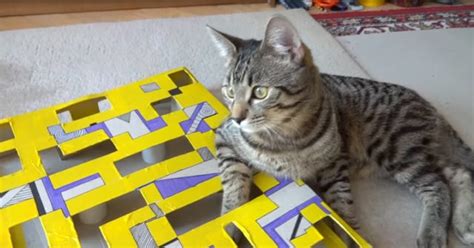 This Easy Diy Cat Puzzle Box Will Keep Kitty Entertained For Hours