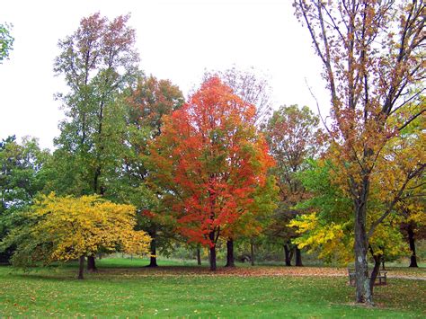 Autumn Tree Free Stock Photo Public Domain Pictures