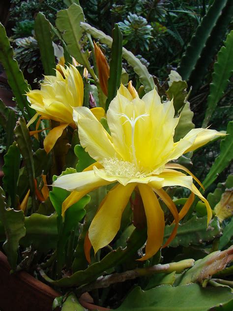 This is an instructable of planting orchids which used less water and less watering. Yellow Epiphyllum species | This yellow epiphyllum is ...