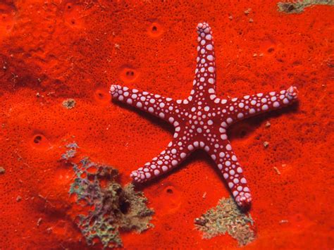 Wallpaper 1600x1200 Px Nature Starfish 1600x1200 Coolwallpapers