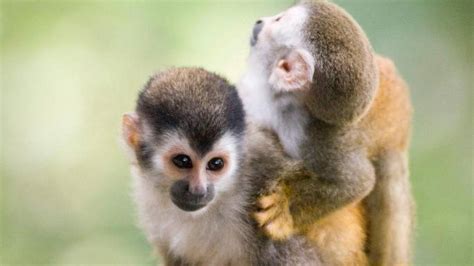 Piden Protección De Monos Tití En Costa Rica El Nuevo Herald