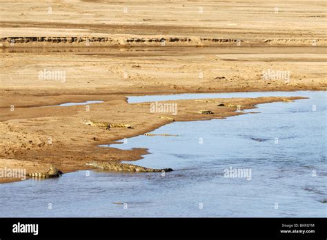 Limpopo River Crocodiles Hi Res Stock Photography And Images Alamy