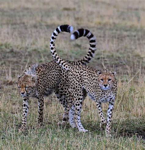 Amazing Shots Affectionate Cheetahs Beautiful Cheetah Pair Love Of