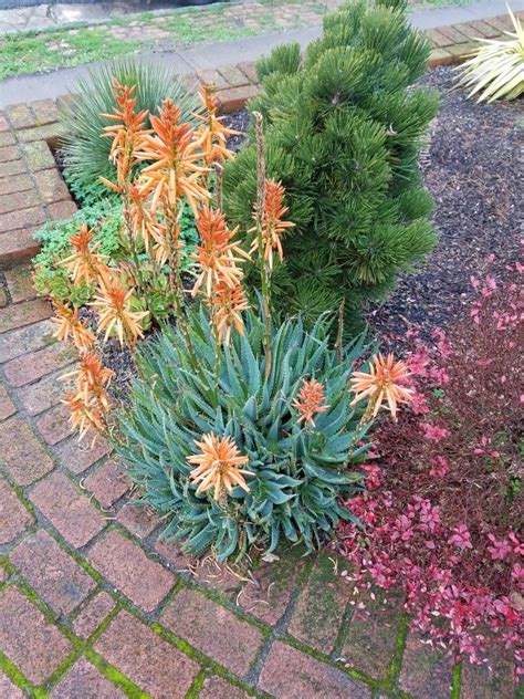 Check spelling or type a new query. Aloe 'Blue Elf' in 2020 | Plants, Succulents, Aloe