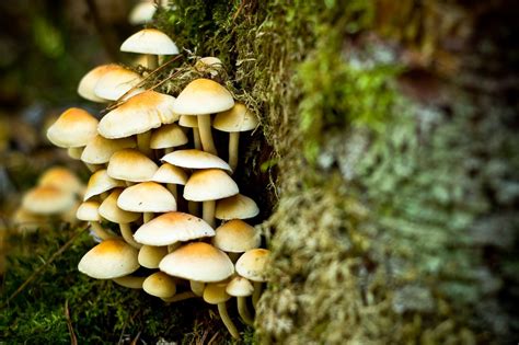 Autumn Mushrooms 2 Free Photo Download Freeimages