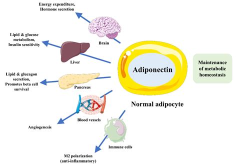 Ijms Free Full Text Adiponectin The Potential Regulator And