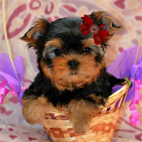 Yorkies love to please their owners. parti yorkie for sale pa in 2020 | Yorkie puppy for sale ...