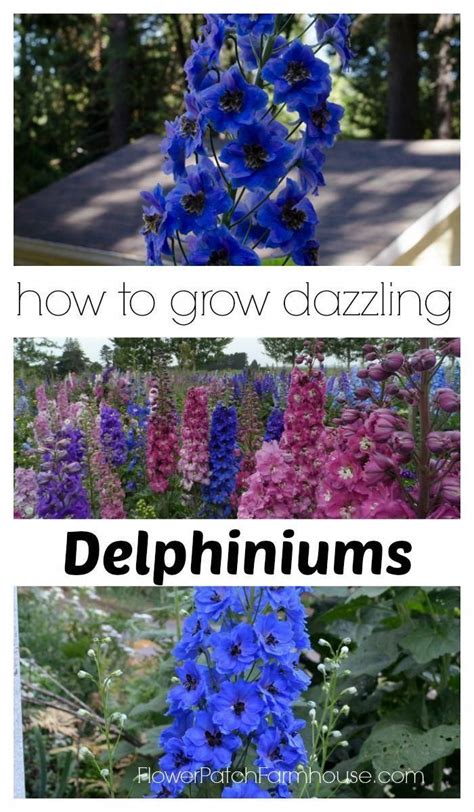 How To Grow Dazzling Delphiniums A Cottage Garden Favorite They Dont