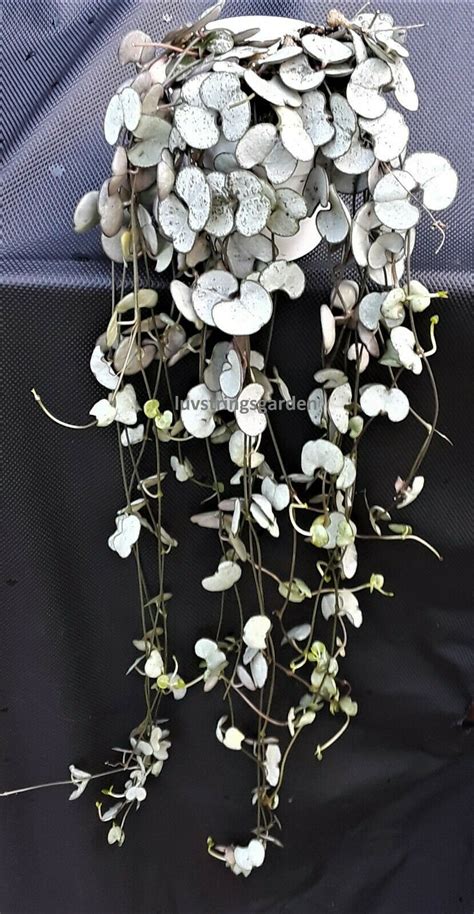 Silver Glory Ceropegia Woodii String Of Hearts Succulents Plants