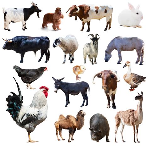All Kinds Of Farm Animals Stock Photo 10 Free Download