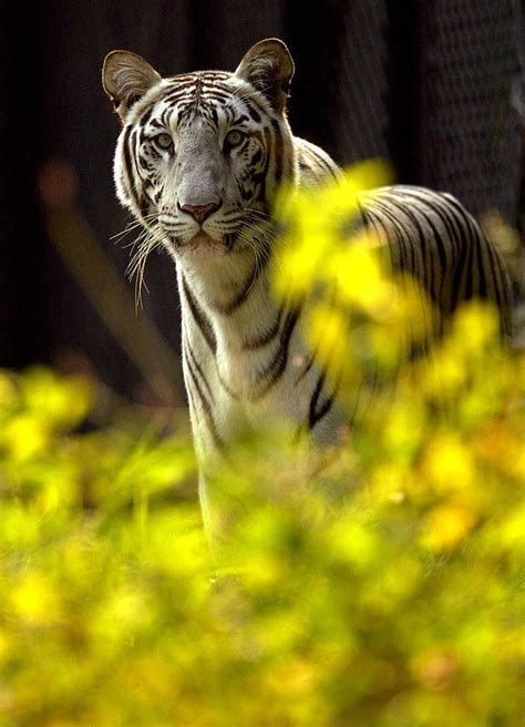 A White Tiger Stands In New Delhi Zoo Photograph By Kamal Kishore