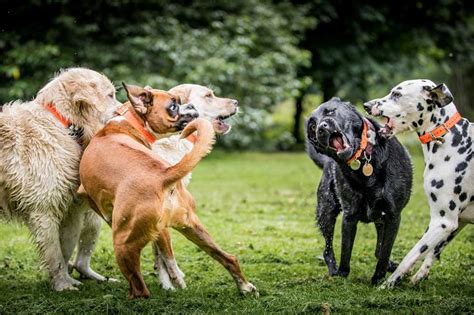 Les Dix Races De Chiens Les Plus Populaires En France Chassons Com