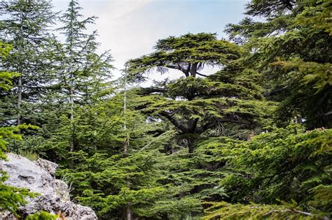 Premium Photo Cedars Of Lebanon Lebanese Cedar Trees Forest Mountains