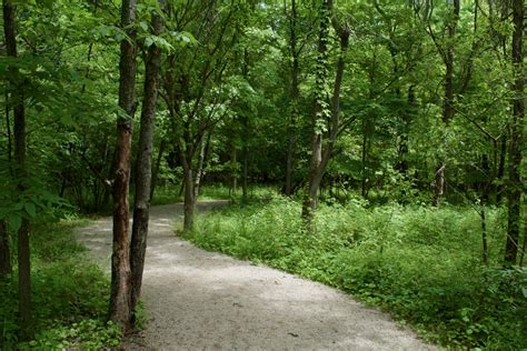 Free Images Tree Nature Path Wilderness Meadow Green Jungle