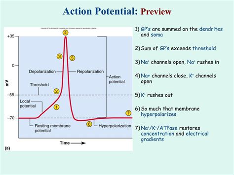 Ppt Action Potential Overview Powerpoint Presentation Free Download