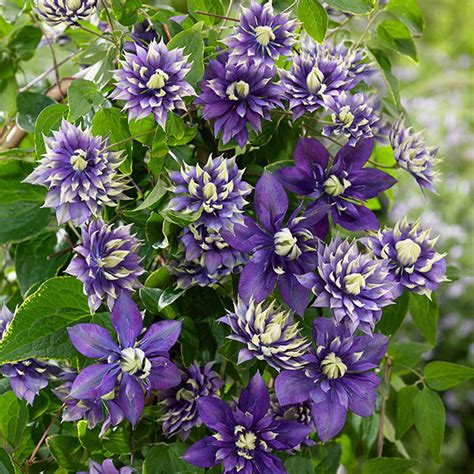 We did not find results for: Buy clematis (group 3) Clematis 'Taiga (PBR)': Delivery by ...