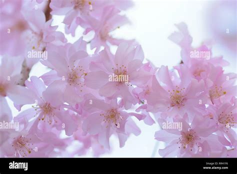Macro Texture Of Pink Weeping Cherry Blossoms In Japan Stock Photo Alamy