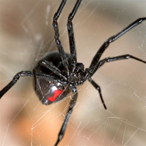 The black widow spider is commonly found in the southern united states, but also found here in the pacific northwest. How to Identify Venomous House Spiders | Dengarden