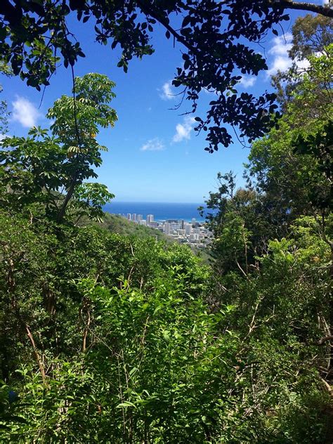 Best Hikes On Oahu The Makiki Valley Loop Trail On Walkabout