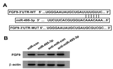 mir 495 3p targeted regulation of fgf9 expression note a targetscan download scientific