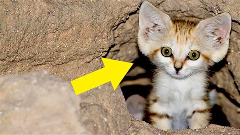 Turns Out Theres A Species Of Wild Cat Whose Adults Look Like Kittens