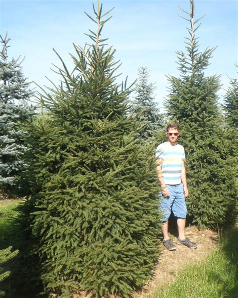 Picea Abies Norway Spruce Practicality Brown