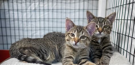 Chicago cat rescue, chicago, il. What's New With MEOW - MEOW Cat Rescue
