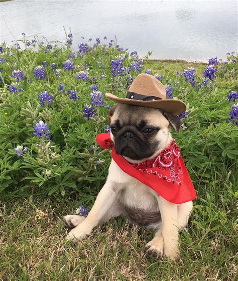 Cowboy Pug Tumblr