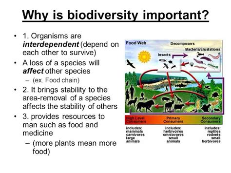 Biodiversity Why It Is Important