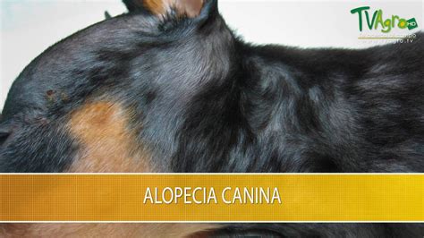 Alopecia En Caninos Tvagro Por Juan Gonzalo Angel Restrepo Youtube