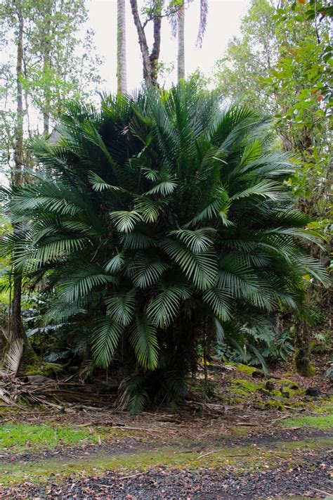 Cycads for sale,palms for sale,cycad information,palm information,foxy lady,tokoravina,pseudophoenix,prestoniana,wodyetia x veitchia,cycads,palms,dypsis prestoniana,dypsis mealy bug,lanceolata,neophloga,palmtree,cycadfoxylady,wodveitchia,wodyetia x. Laccospadix australasicus - Floribunda Palms & Exotics
