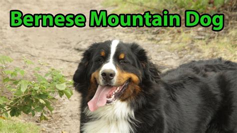 The Right Companion Bernese Mountain Dog Youtube