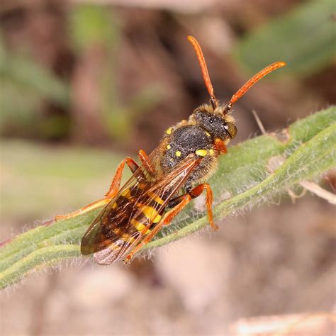 That changes when one comes across a beehive. TrogTrogBlog: It's cuckoo - the bee that looks like a wasp