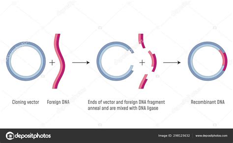 Gene Cloning Dna Recombinant Stock Vector Image By ©fancytapisgmail