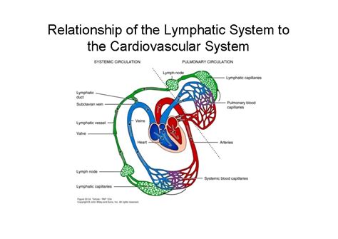 The Lymphatic System Lectures Objectives Understand The Origin