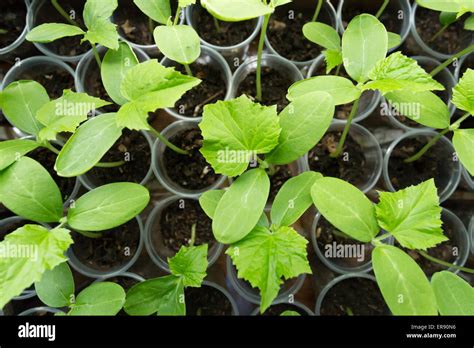 Cucumbers Plant Seedling Stock Photo Alamy