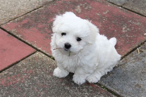 Pay attention to how many litters they have each year, and if they use the same parents. Maltese puppies for sale | Barking, Essex | Pets4Homes