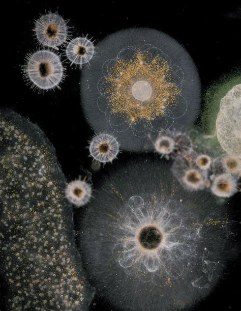 The New Yorker On Twitter Microscopic Photography Bio Art Microscopic