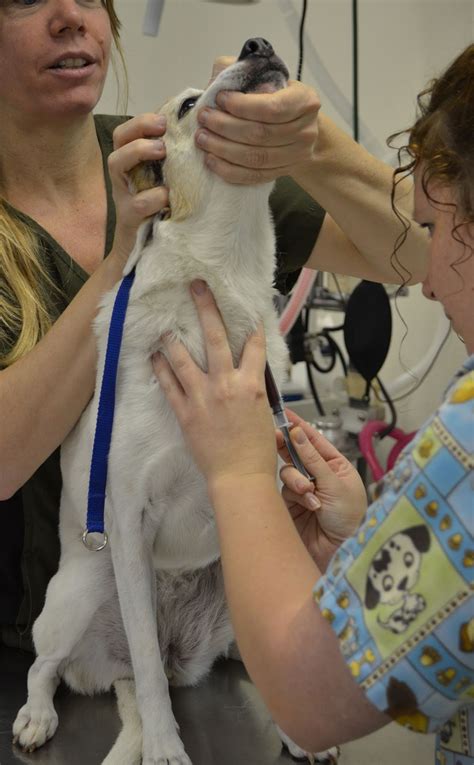 Start with 6 small circles drawn together. Heidi: The Dog Blog: SMILE - Pre-Anesthesia for a Dental ...