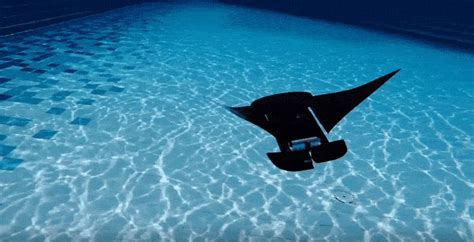 This Robotic Manta Ray May Speed Underwater Search And Rescue