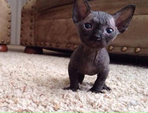 Sphynx Hairless Kittens Available Cats For Sale Price