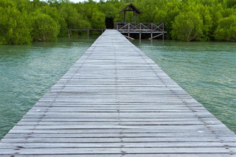 Wood Path At The Mangrove Forest Stock Image Image Of Board Mangrove