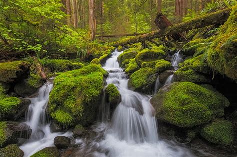 Hd Wallpaper Forest Stream Stones Waterfall Moss River Cascade