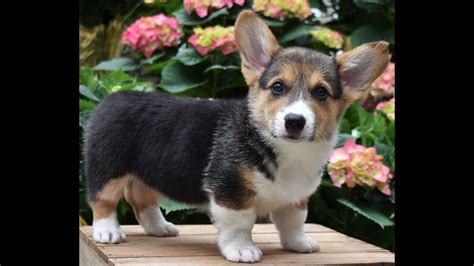 Pembroke corgis, while a wonderful family pet, need a firm but loving hand and socialization as a puppy to be all that it can be. Welsh Corgi Puppies for Sale - YouTube
