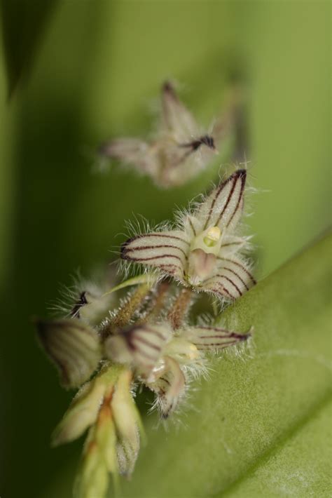 Im just about to drop a review but also wanted to spend 5 minutes to personally thank you by email. Bulbophyllum lindleyanum | Elite Orchids