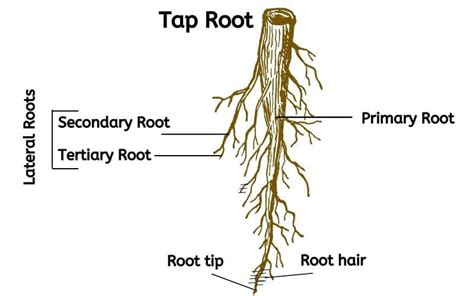 Explained 3 Types Of Roots Functions Of Roots Taproot Fibrous