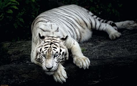 Wallpaper Majestic White Tiger Resolution2560x1600 Wallpx