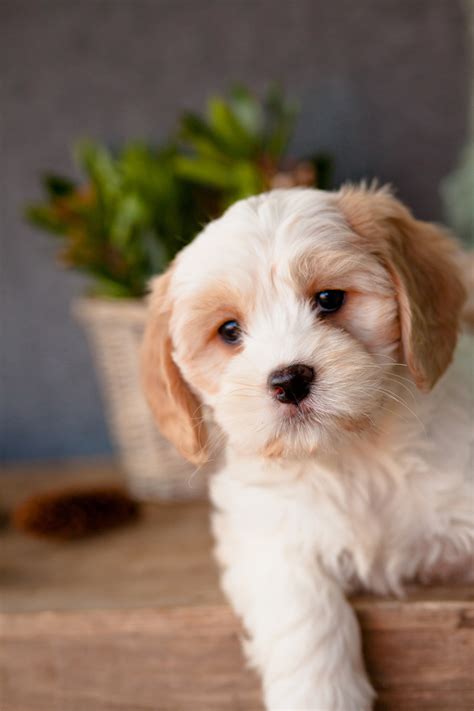 Jenny is very loving and likes meeting new people. Beautiful Cavachon Puppies - Kellys Kennels