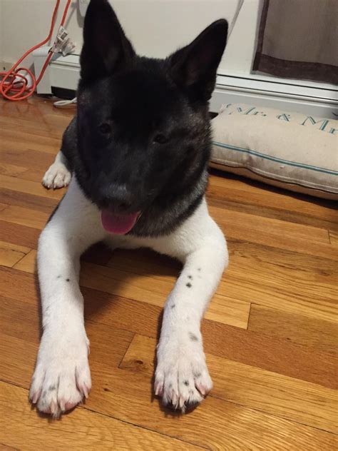 A japanese strain, commonly called akita inu. My AmazeBalls American Akita. : akita